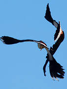 Northern Lapwing