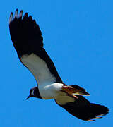 Northern Lapwing