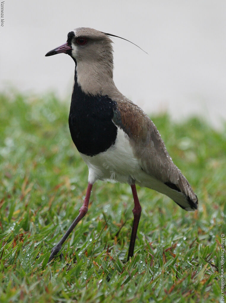 Southern Lapwing