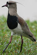 Southern Lapwing