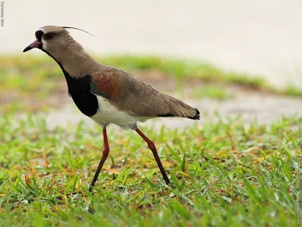 Southern Lapwing