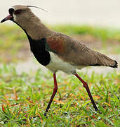 Southern Lapwing