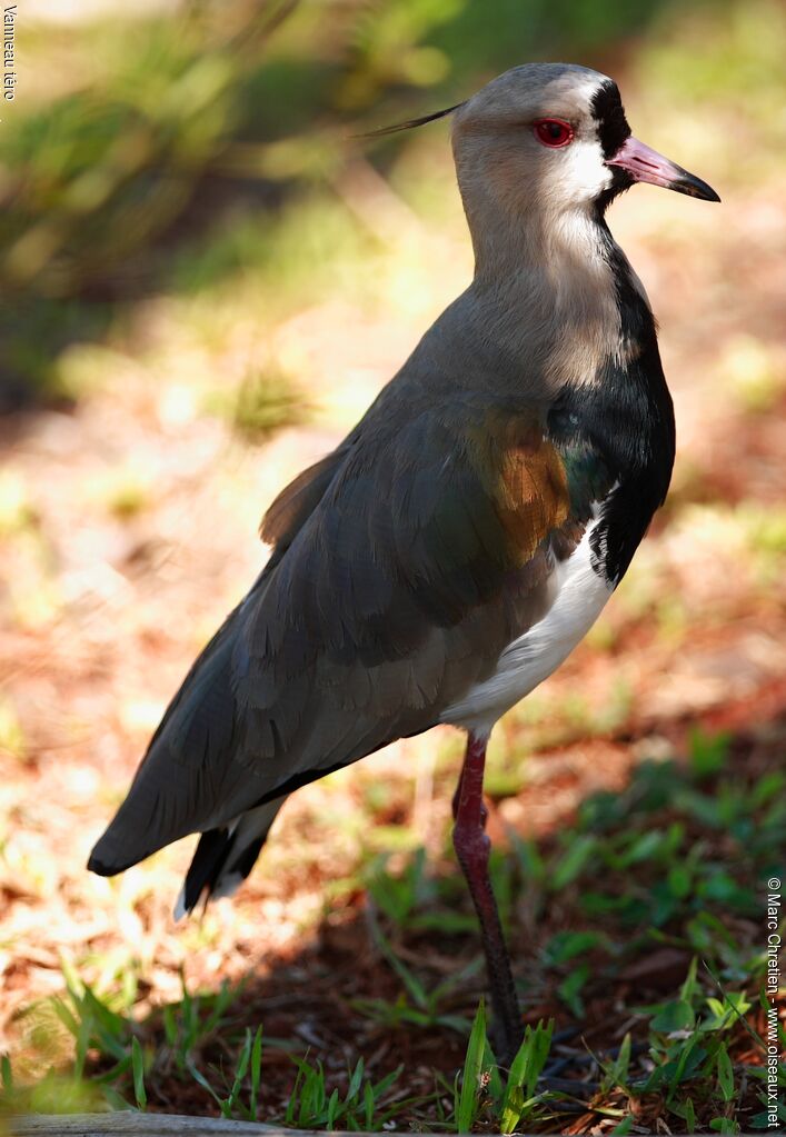 Southern Lapwing