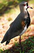 Southern Lapwing