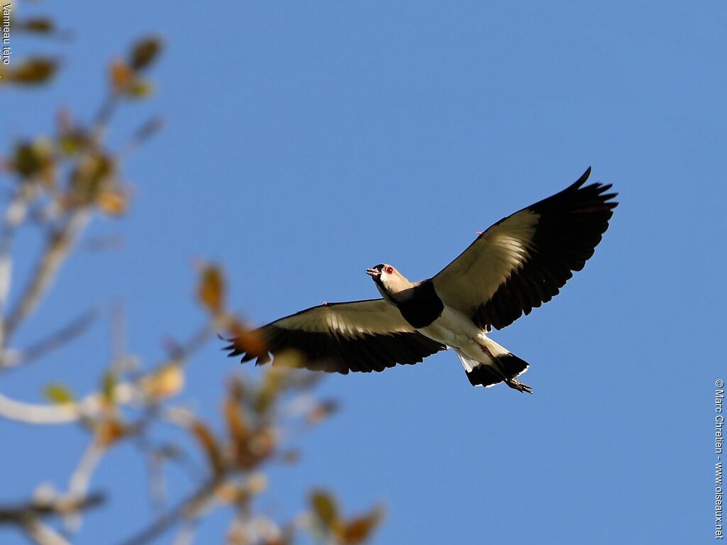 Southern Lapwingadult