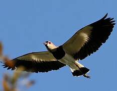 Southern Lapwing