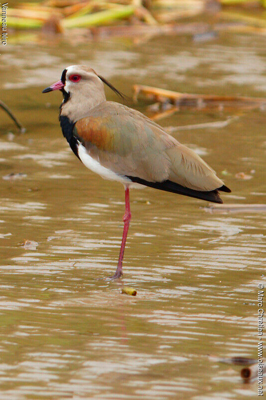 Southern Lapwing