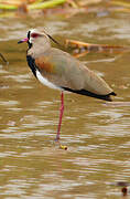 Southern Lapwing