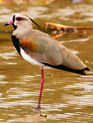 Southern Lapwing