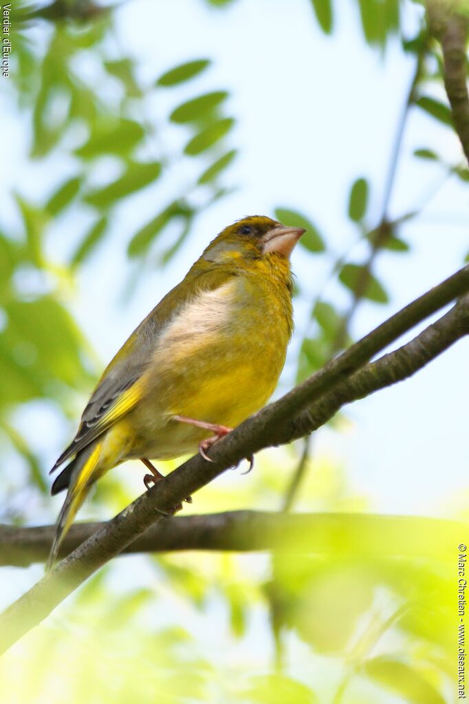 European Greenfinch