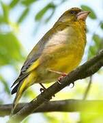 European Greenfinch