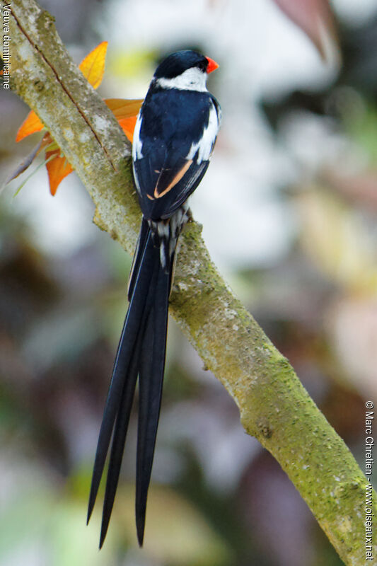Pin-tailed Whydah male adult breeding
