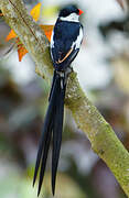 Pin-tailed Whydah