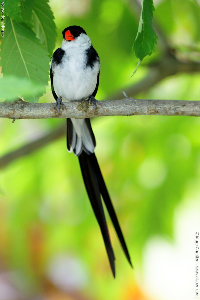 Pin-tailed Whydah male adult breeding