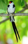 Pin-tailed Whydah