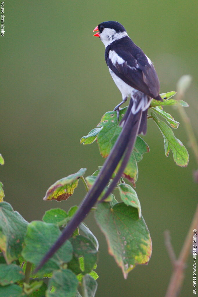 Pin-tailed Whydah male adult breeding