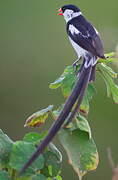 Pin-tailed Whydah