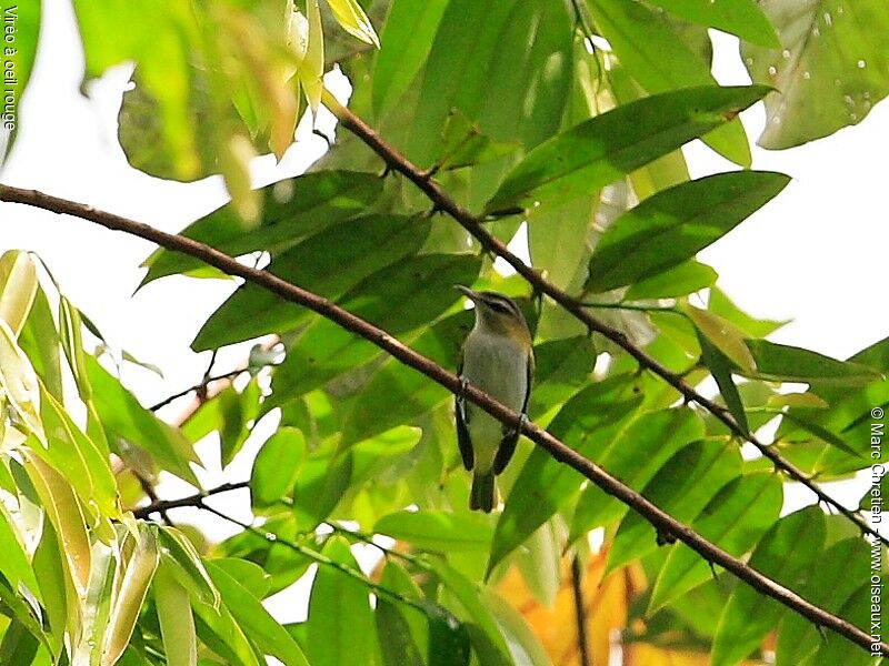 Red-eyed Vireo