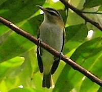 Red-eyed Vireo