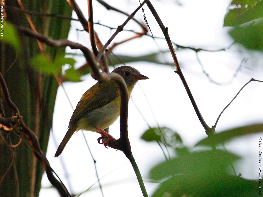 Ashy-headed Greenlet