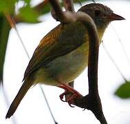 Ashy-headed Greenlet