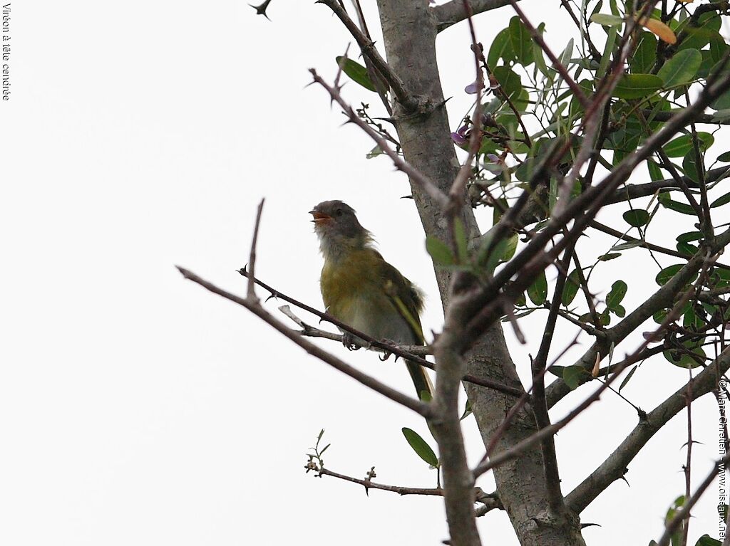 Ashy-headed Greenletadult