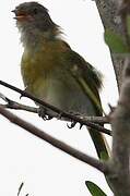 Ashy-headed Greenlet