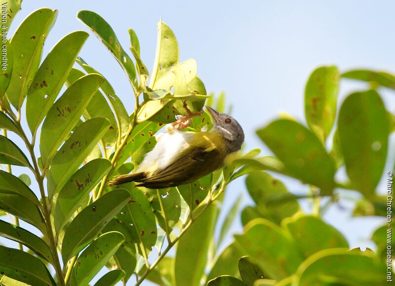 Ashy-headed Greenlet male adult