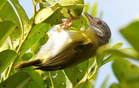 Ashy-headed Greenlet