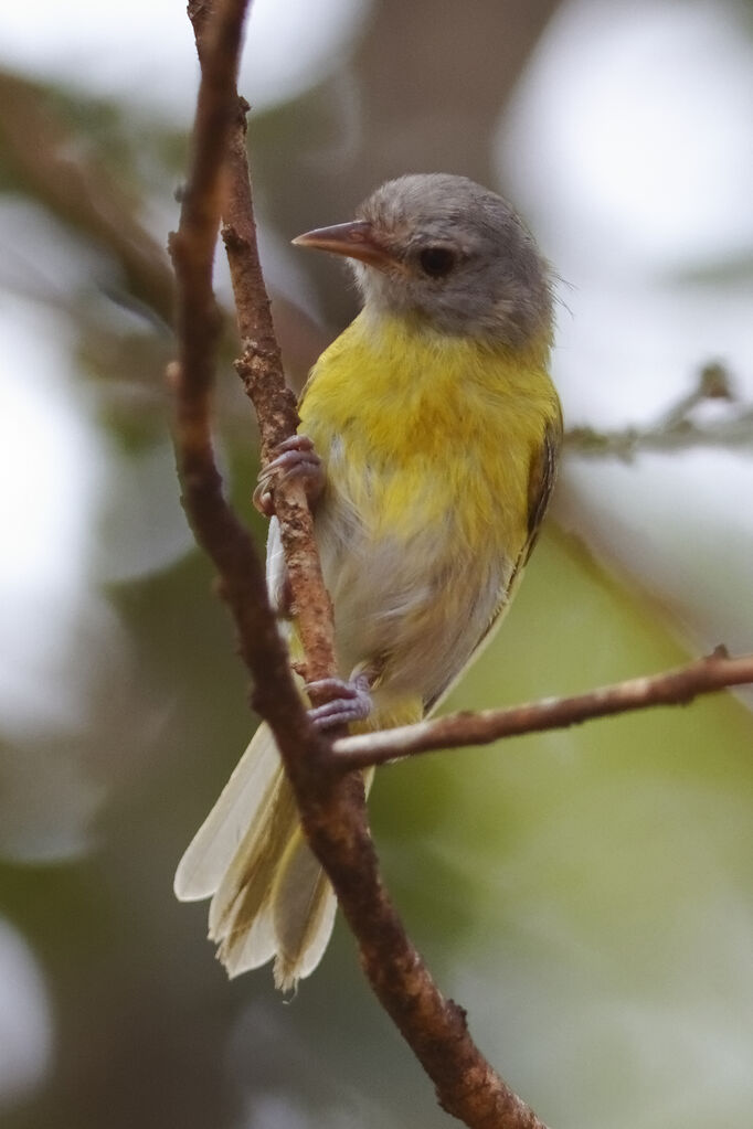 Ashy-headed Greenlet