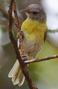 Ashy-headed Greenlet