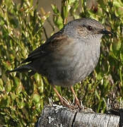 Dunnock