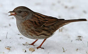 Dunnock