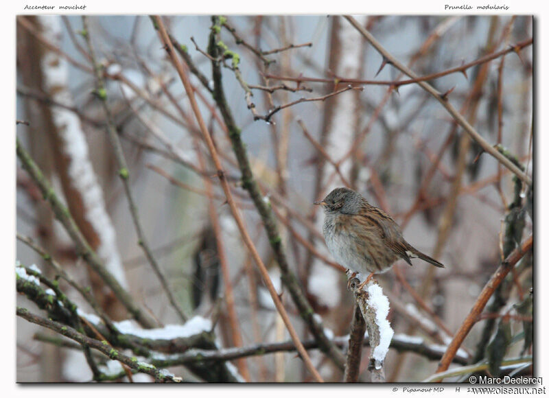 Dunnock