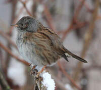 Dunnock