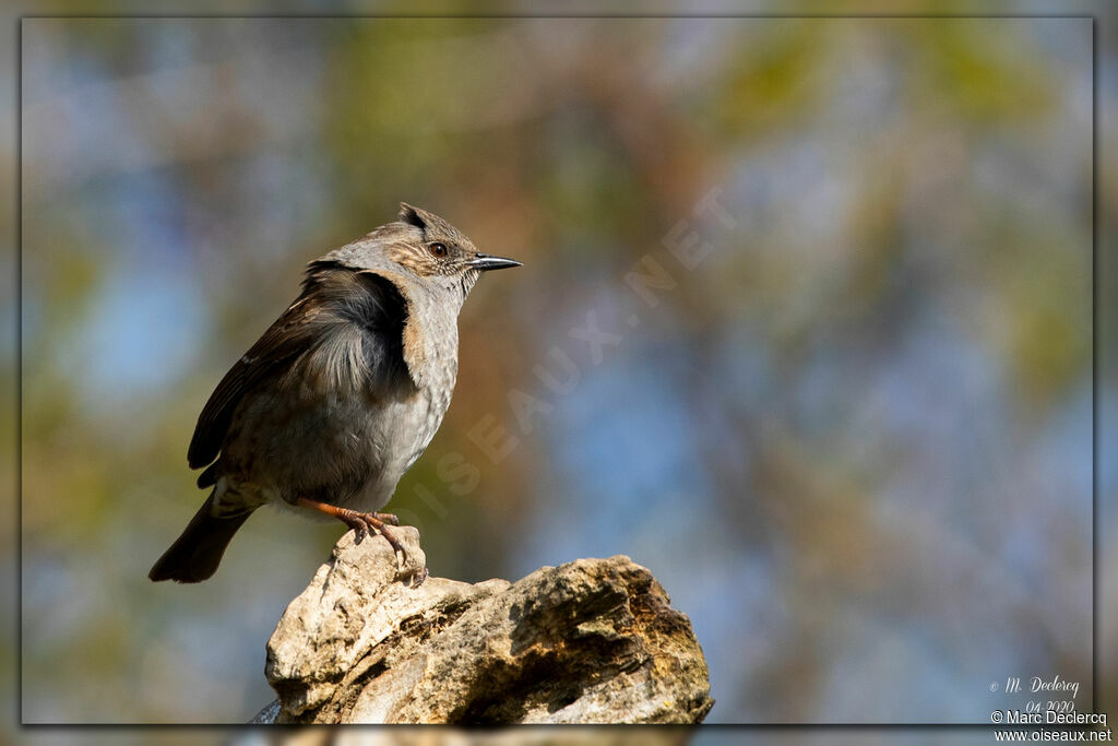 Dunnock