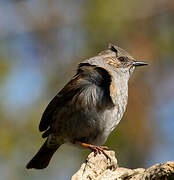 Dunnock