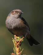 Dunnock