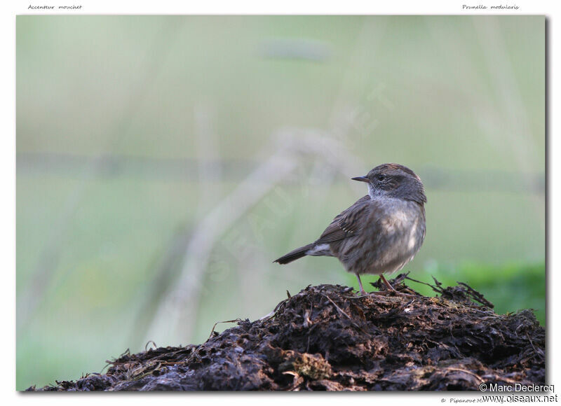 Dunnock, identification