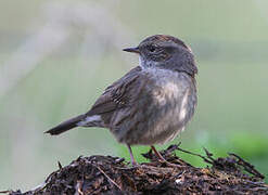 Dunnock