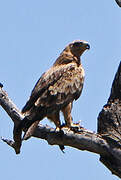 Tawny Eagle