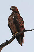 Tawny Eagle