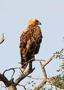 Tawny Eagle