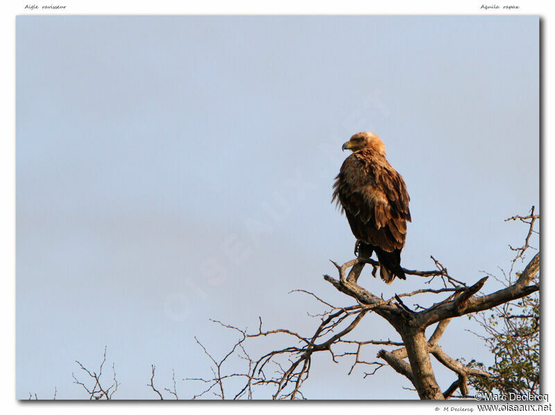 Tawny Eagle, identification
