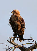 Tawny Eagle