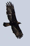 Golden Eagle