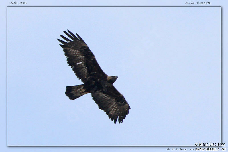 Golden Eagle, Flight