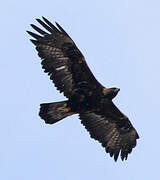 Golden Eagle