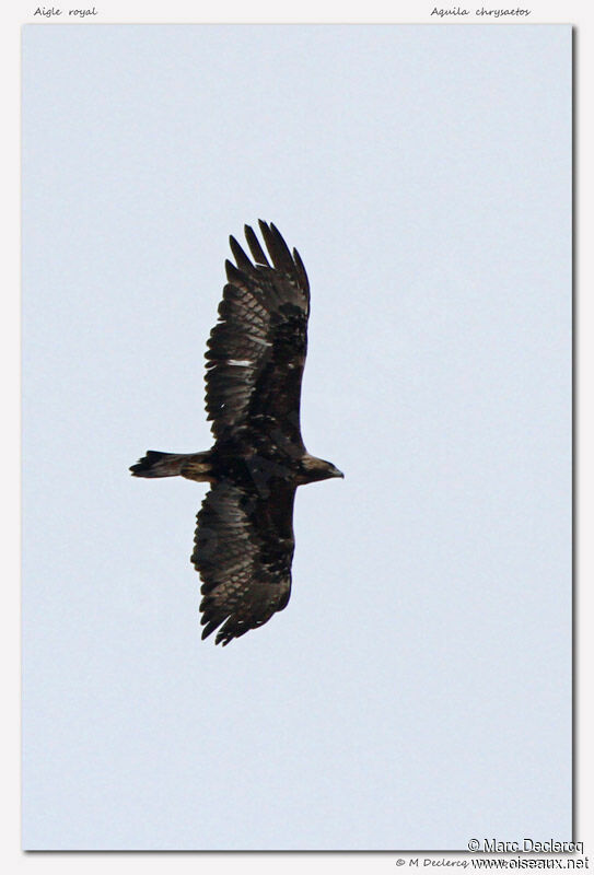 Golden Eagle, Flight