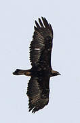 Golden Eagle